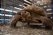 Giant Tortise