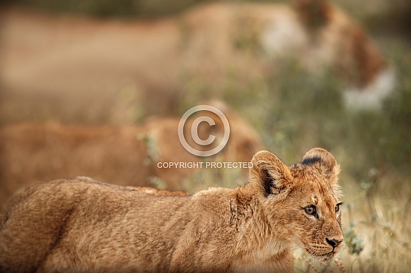 African lion portrait