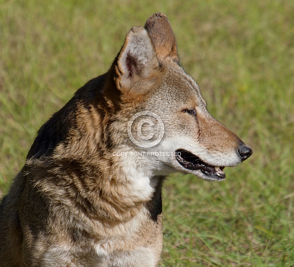 Red Wolf