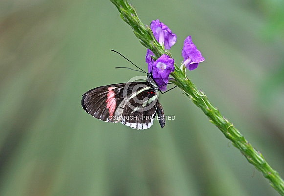 Postman Butterfly