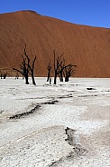 Dead Vlei salt pan - Namib Desert - Namibia