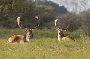 Fallow Deer