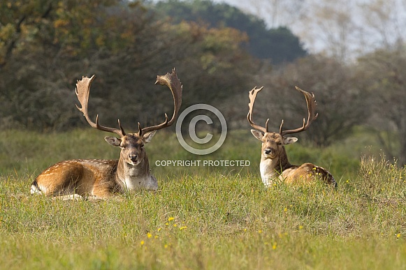 Fallow Deer Fallow Deer