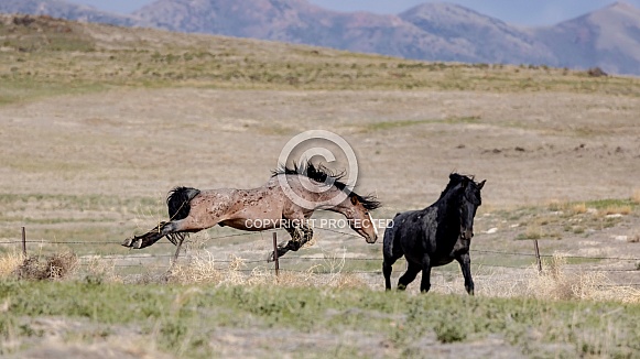 Wild Horse— Onaqui Mountains, Utah Wild Horse— Onaqui Mountains, Utah