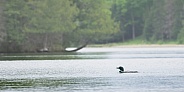 Common Loon (Gavia immer)