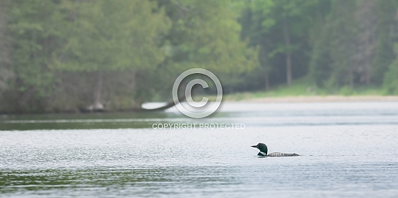 Common Loon (Gavia immer)
