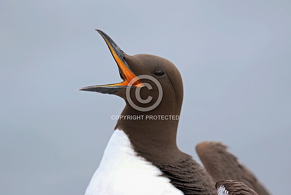 Guillemot Guillemot