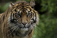 Sumatran Tiger Close Up Face