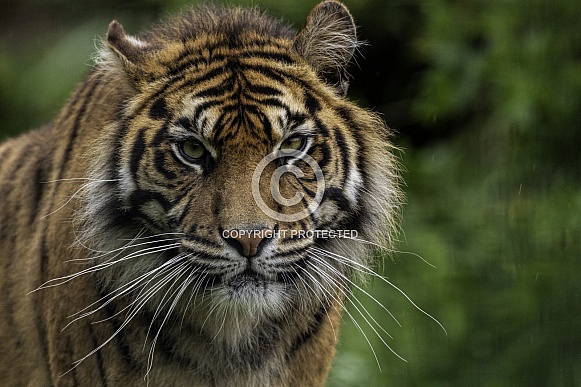 Sumatran Tiger Close Up Face Sumatran Tiger Close Up Face