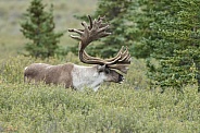 The reindeer or caribou (Rangifer tarandus)