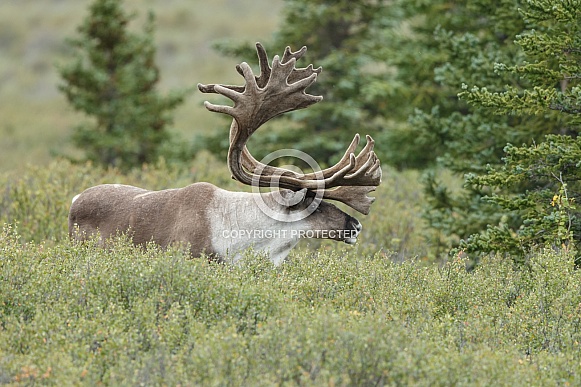 The reindeer or caribou (Rangifer tarandus)