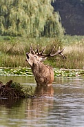 Red Deer Stag during the rutting season