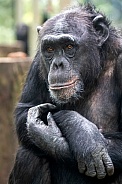 Chimpanzee (Pan troglodytes)