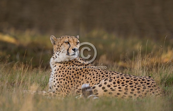 Cheetah resting
