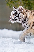 Young Amur Tiger in Snow. Light Coat