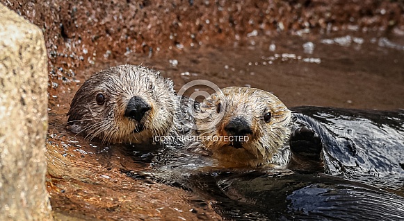 Sea Otters