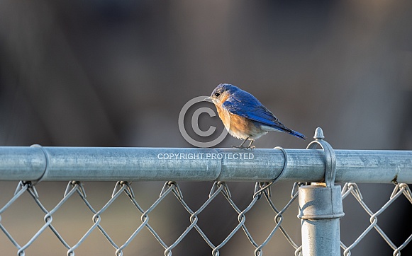 Male Western Bluebird Male Western Bluebird