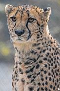 African Cheetah