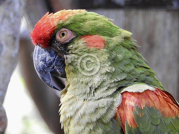 Military Macaw