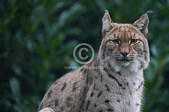 Eurasian Lynx