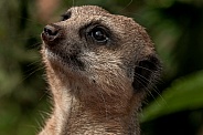 Meerkat Looking Upwards Face Shot