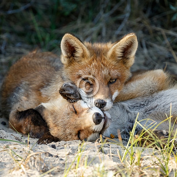 Red fox cubs