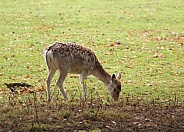 Young Fallow Deer