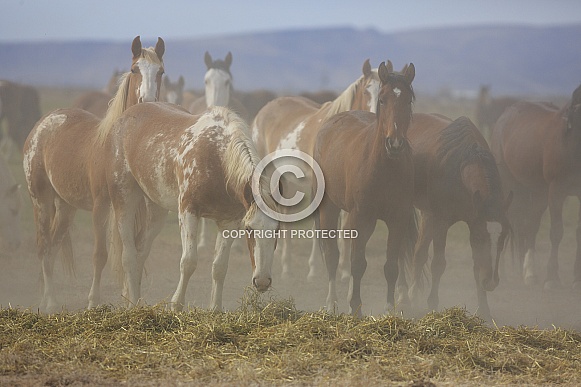 Wild Ranch Horses