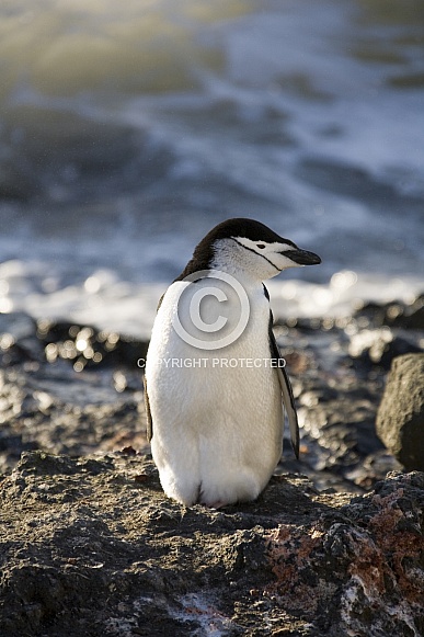 Chinstrap Penguin - Antarctica