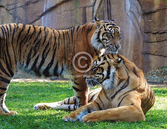 Sumatran Tigers Sumatran Tigers