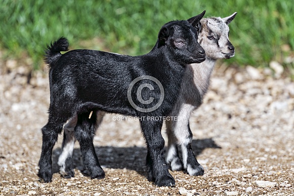 Two young goats Two young goats
