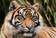 Sumatran Tiger Close Up Face Shot