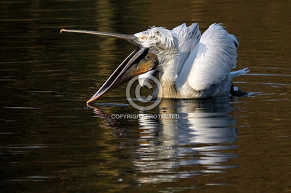 Dalmatian Pelican Dalmatian Pelican