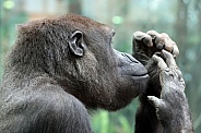 Western Lowland Gorilla