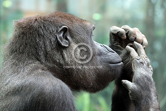 Western Lowland Gorilla