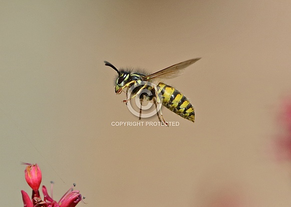 Wasp