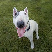 Miniature white bull terrier looking up