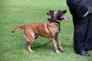 Malinois dog