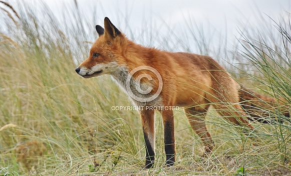 Red Fox