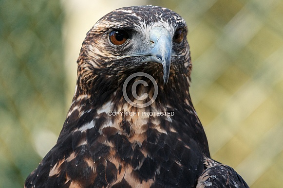 Chilean Blue Eagle, Close up