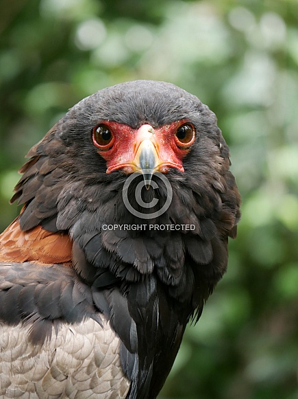 Bateleur Eagle