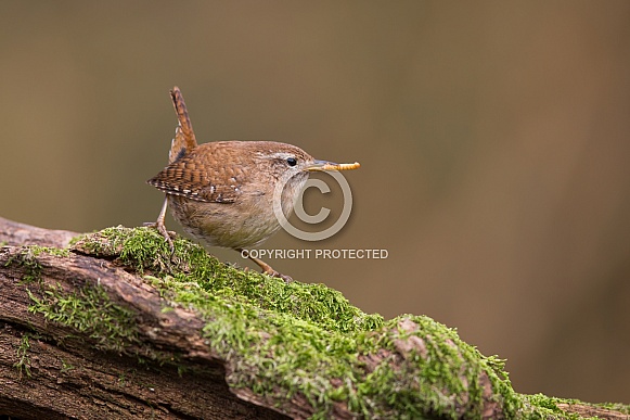 Wren Wren
