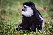 Black and White Colobus Monkey