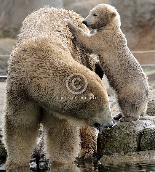 Polar Bear