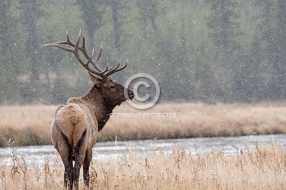 Bull Elk Bull Elk