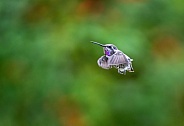 Hummingbird in flight