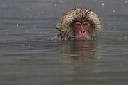 Snow monkey in hot spring