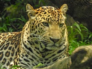 Javan Leopard