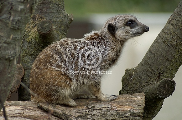 Meerkat