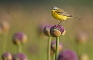 Yellow Wagtail bird